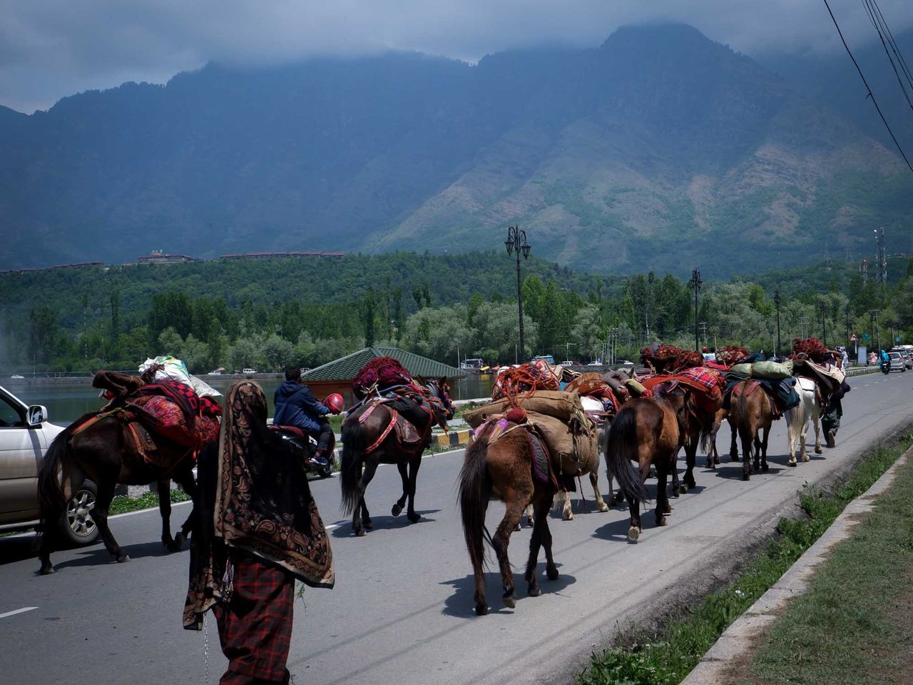 A nomadic Bakarwal woman walks with her horses along Srinagar’s famous Boulevard Road, beside Dal Lake. She has been walking for the past 25 days. Date: 5 May, 2022.