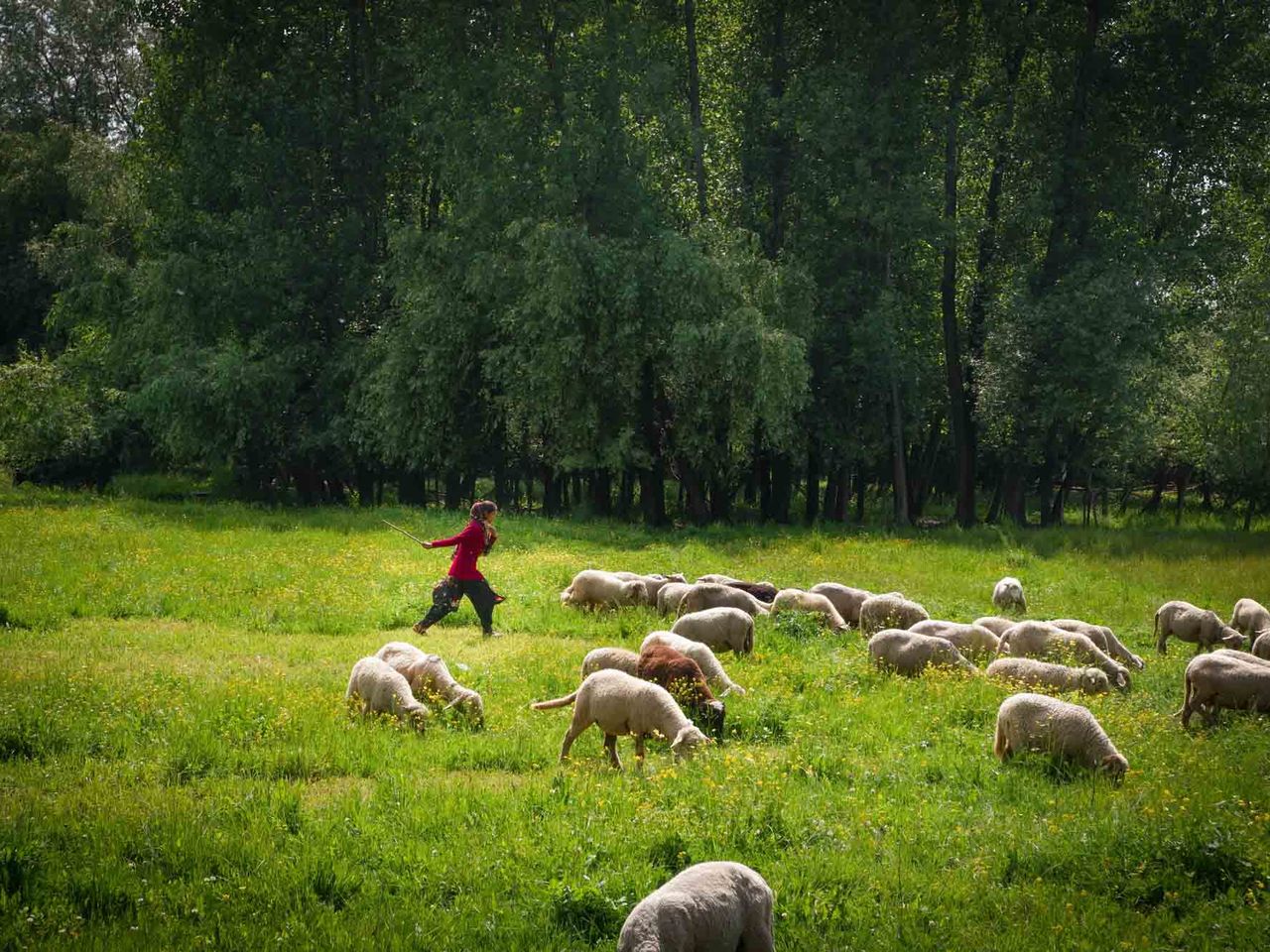 15-year-old Shama looks after her flock of sheep in the Shalimar area on the outskirts of Srinagar. “Menstruation brings a lot of hurdles for me.” Date: 5 May, 2022.
