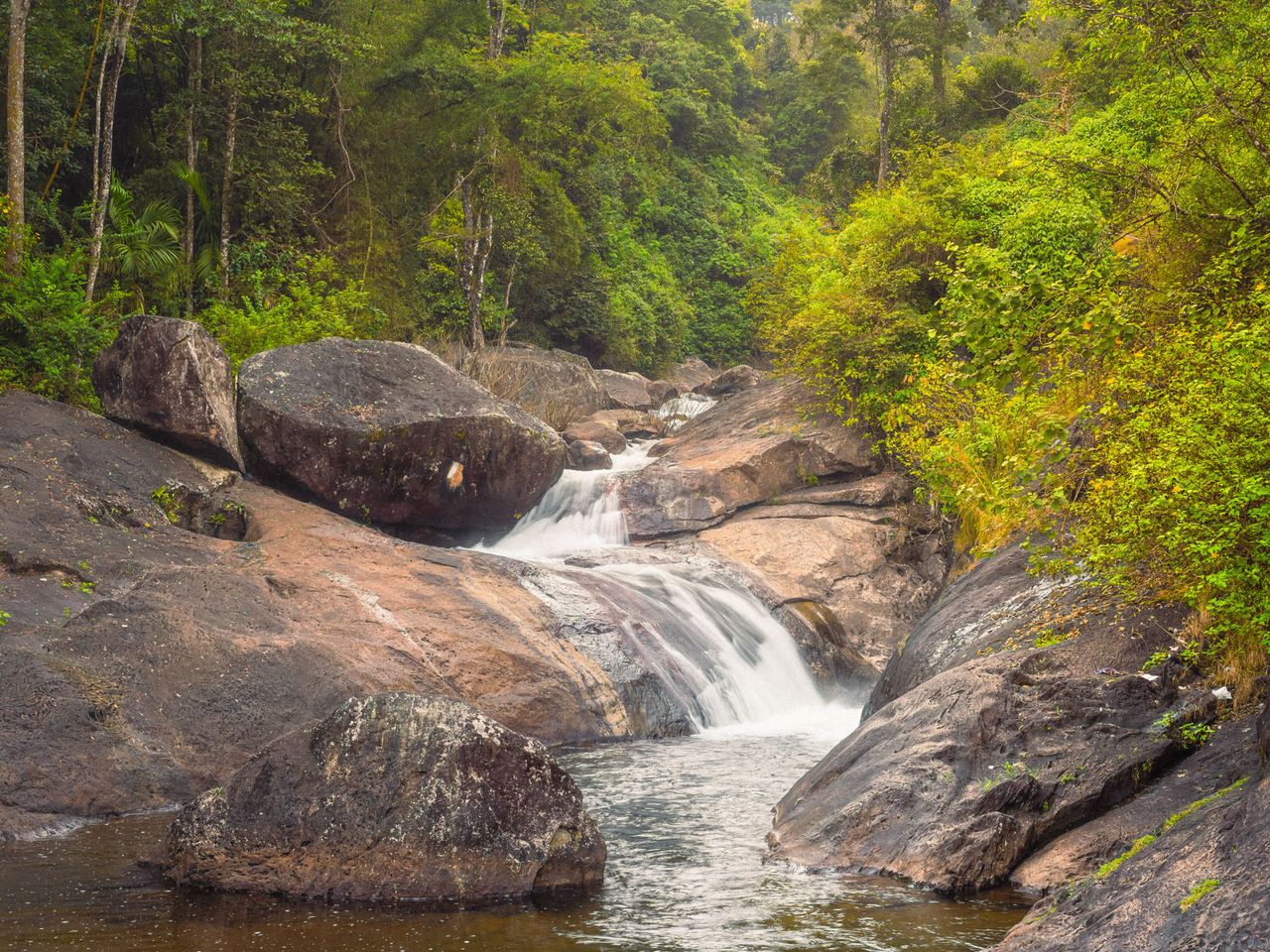 Falling in love | Wayanad forest