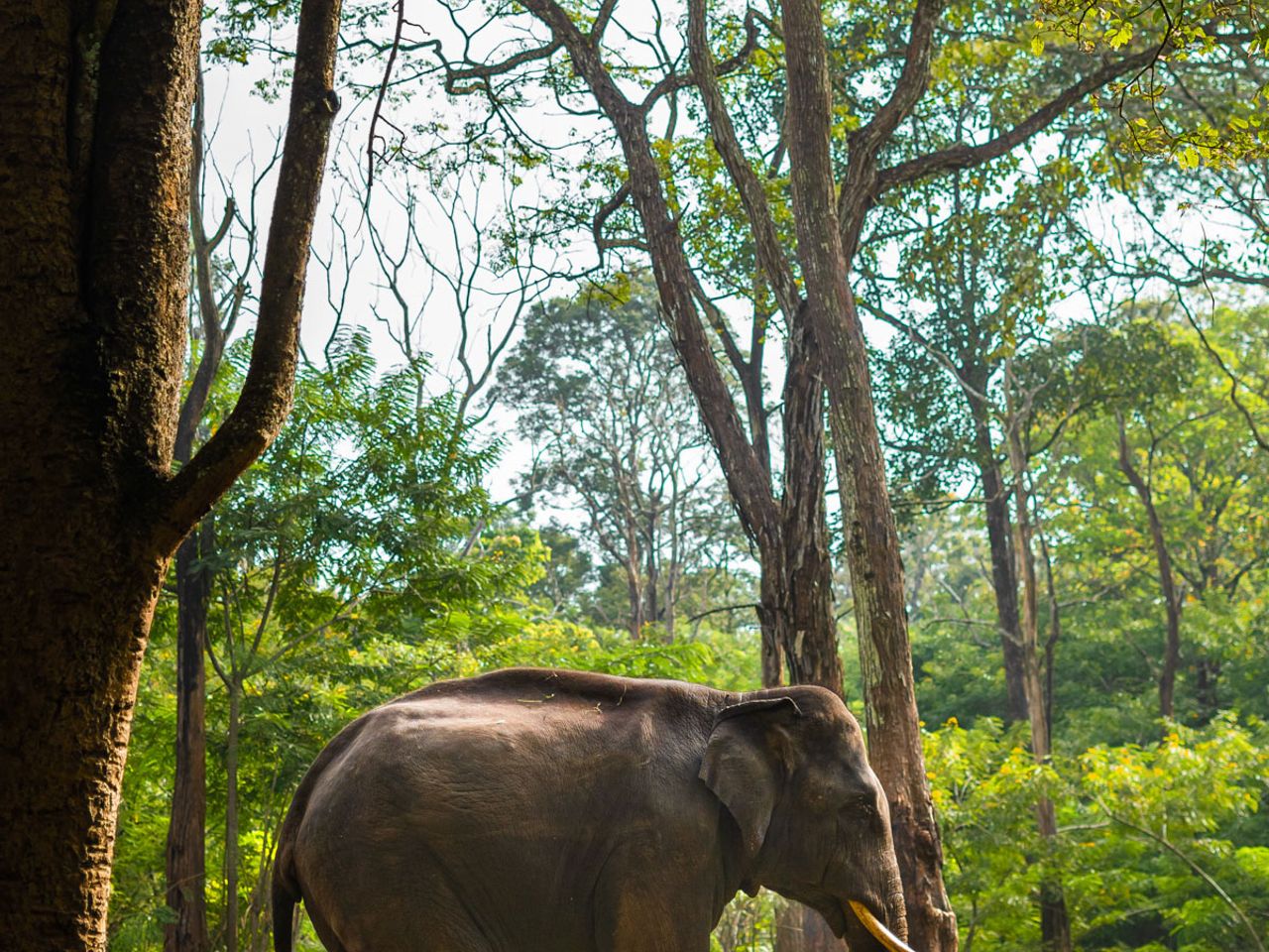 Can you see the chains? | Muthanga wildlife sanctuary, Wayanad