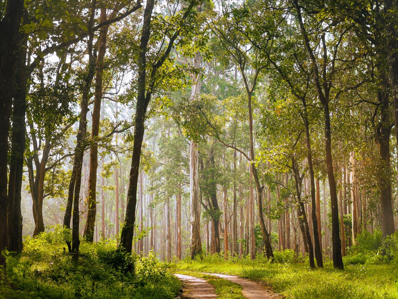 Into the wild | Muthanga Wildlife sanctuary, Wayanad