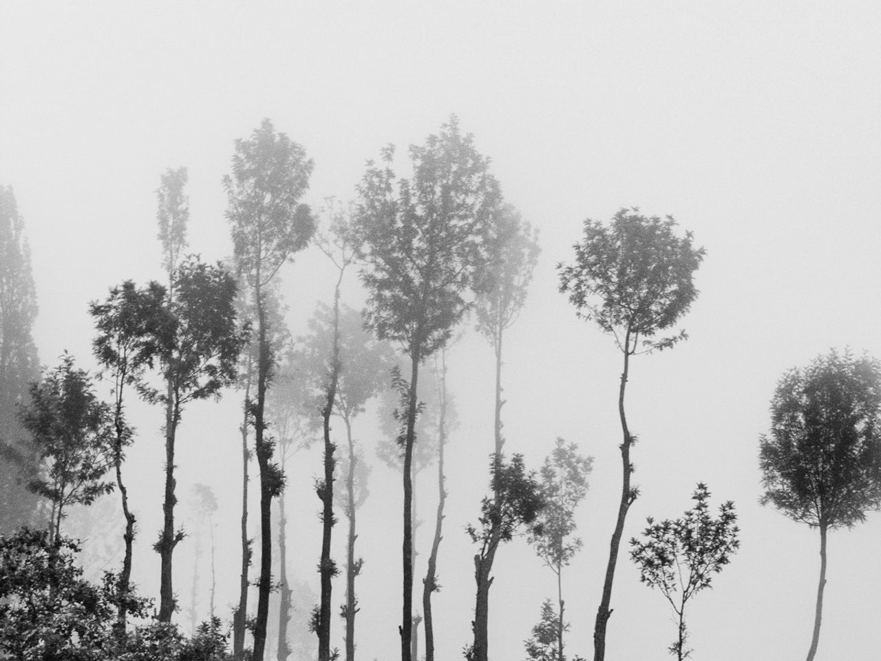 Misty mornings | Yercaud, Salem