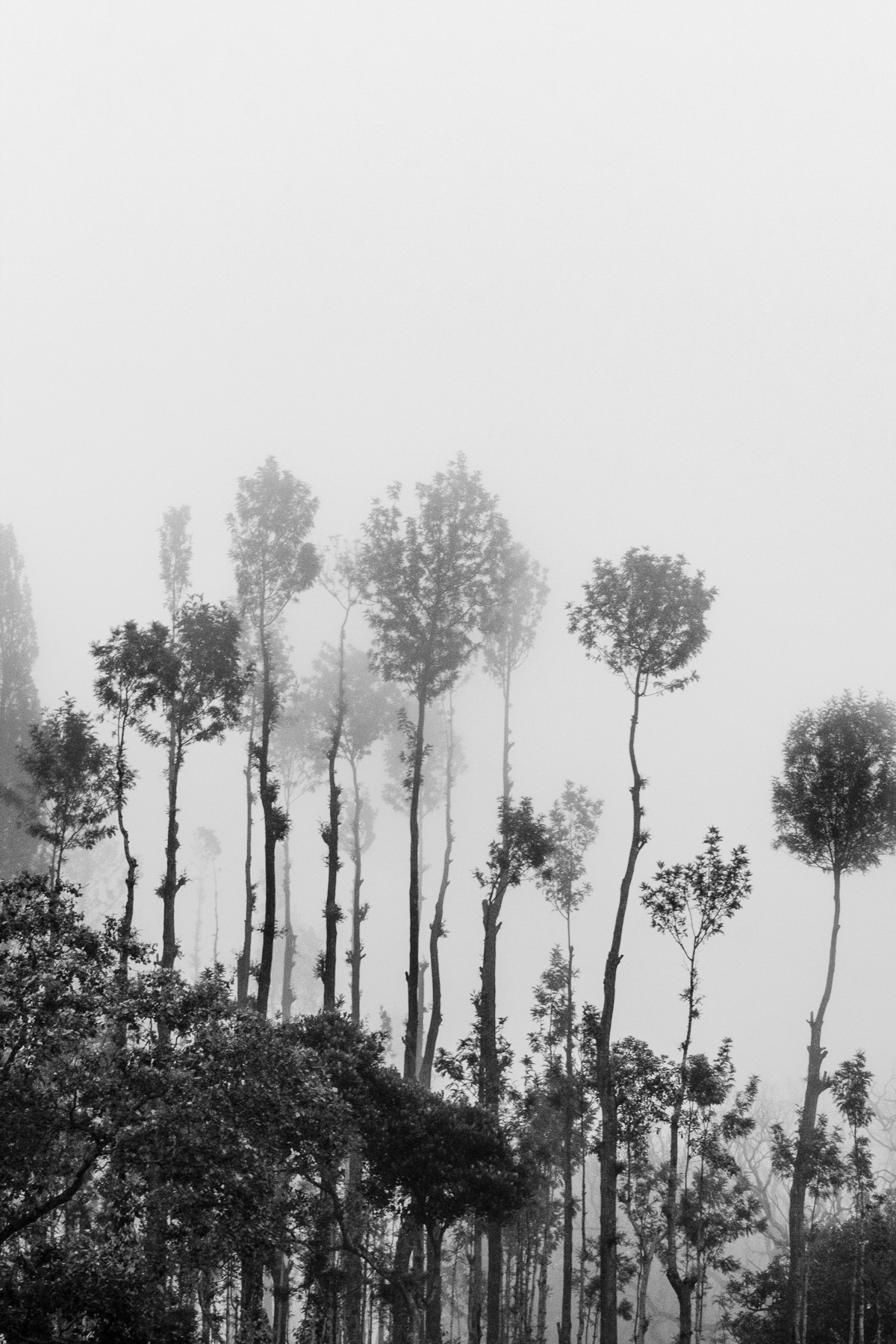 Misty mornings | Yercaud, Salem