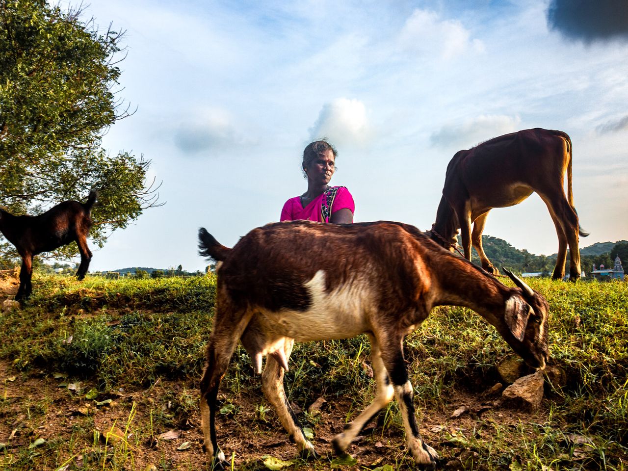 Graze period | Oragadam Village Lady, Thiruporur